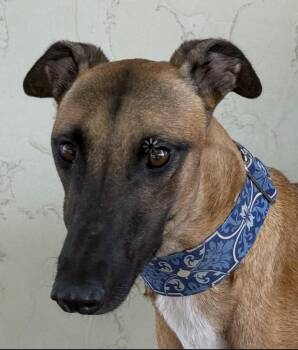 Star -  Greyhound Dog for Adoption in Coon Rapids, Minnesota - Star | PetCurious