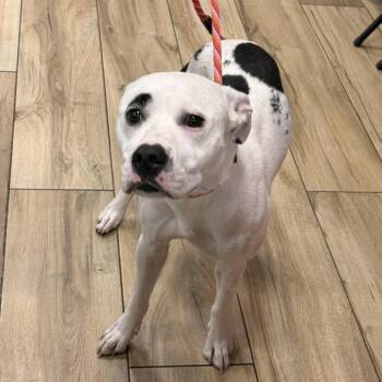Marshall -  Pit Bull Terrier and Mixed Breed Dog for Adoption in Newark, New Jersey - Marshall | PetCurious