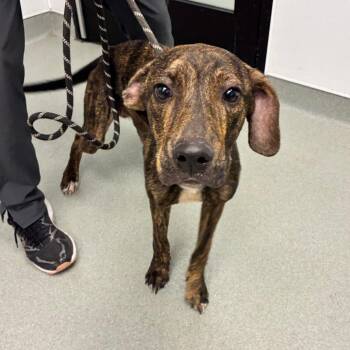 Jet -  Plott Hound and Mixed Breed Dog for Adoption in Abilene, Texas - Jet | PetCurious