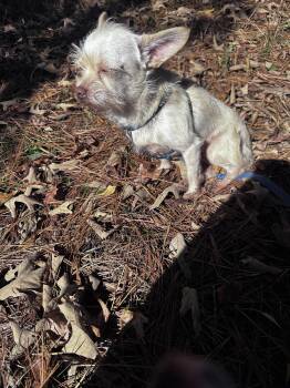 Rescue Chihuahua Dogs for Adoption in Tallulah, Louisiana - Mary & Larry- Sibilings | PetCurious