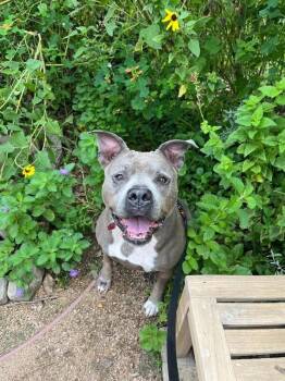 Tootsie Soft Spot Cozy Queen -  Pit Bull Terrier and American Staffordshire Terrier Dog for Adoption in Friendswood, Texas - Tootsie Soft Spot Cozy Queen | PetCurious