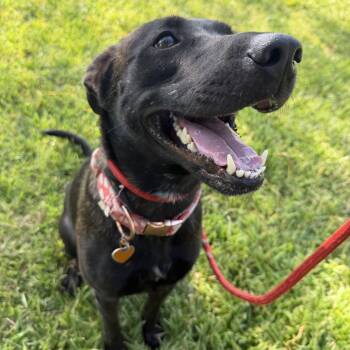 RaynaYou -  Shepherd Dog for Adoption in Pearland, Texas - RaynaYou | PetCurious