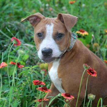 Gravy -  Mixed Breed Dog for Adoption in Natchitoches, Louisiana - Gravy | PetCurious