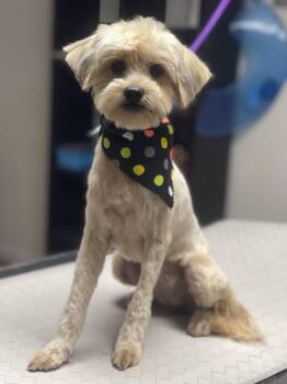Hazel -  Maltipoo and Schnoodle Dog for Adoption in Fresno, California - Hazel | PetCurious