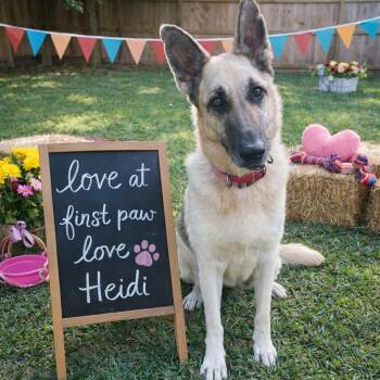 German Shepherd Dog Dogs Available for Adoption - HEIDI GS  | PetCurious