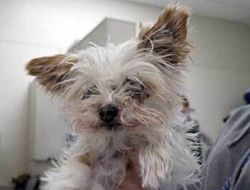 Rescue Yorkshire Terrier Dogs for Adoption in Wildomar, California - Patty | PetCurious