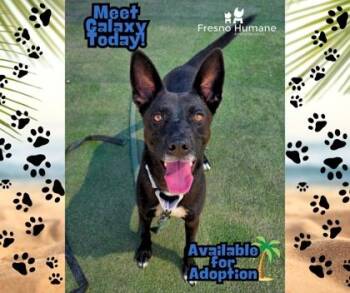 Galaxy -  German Shepherd Dog and Mixed Breed Dog for Adoption in Fresno, California - Galaxy | PetCurious