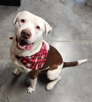 Labrador Retriever and Treeing Walker Coonhound Dogs Available for Adoption - FRANK | PetCurious