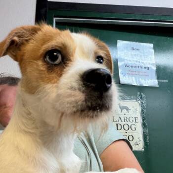 Goose -  Mixed Breed Dog for Adoption in Lake Jackson, Texas - Goose | PetCurious