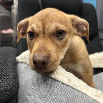 Coco -  Mixed Breed Dog for Adoption in Uniontown, Pennsylvania - Coco | PetCurious