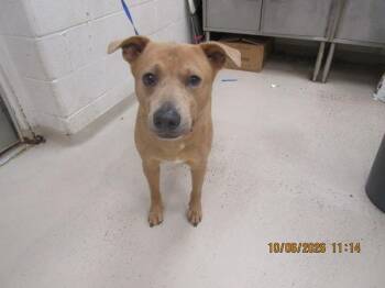 Scooby Dantae (828) -  Labrador Retriever Dog for Adoption in Marietta, Georgia - Scooby Dantae (828) | PetCurious