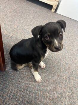 Venus -  Mixed Breed Dog Available for Adoption in Hobbs, New Mexico - Venus | PetCurious
