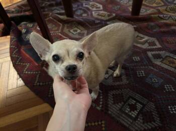 Chile -  Chihuahua Dog for Adoption in New York, New York - Chile | PetCurious
