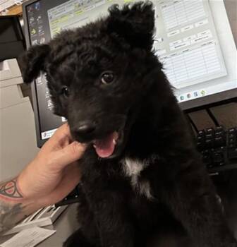 German Shepherd Dog Dogs Available for Adoption in San Bernardino, California - SPRINKLES | PetCurious