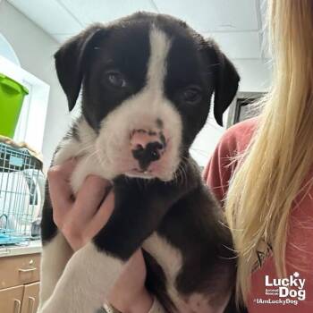 Retriever and Shepherd Dogs Available for Adoption in Washington, District Of Columbia - Frankie | PetCurious