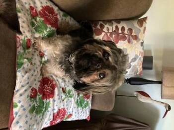 Rescue Shih Tzu Dogs for Adoption in Downers Grove, Illinois - Lil Rosco | PetCurious