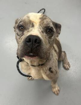 Jester -  American Bulldog and Pit Bull Terrier Dog for Adoption in Hartsville, South Carolina - Jester | PetCurious