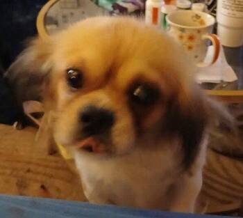 Rah Rah -  Pekingese Dog for Adoption in Locust Grove, Georgia - Rah Rah | PetCurious