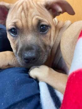 Kate (in foster) -  Mixed Breed Dog for Adoption in Myrtle Beach, South Carolina - Kate (in Foster) | PetCurious