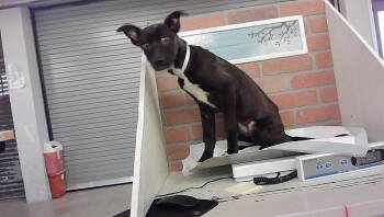 A2094066 -  Staffordshire Bull Terrier and Mixed Breed Dog for Adoption in Houston, Texas - A2094066 | PetCurious