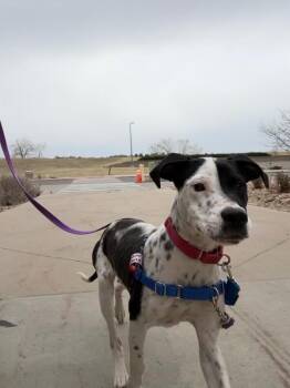 Mixed Breed Dogs Available for Adoption - Dippin Dots | PetCurious