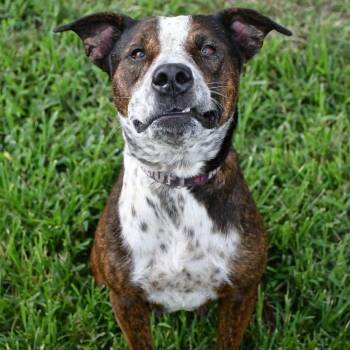 Aria Skye  -  Pit Bull Terrier Dog for Adoption in Silsbee, Texas - Aria Skye  | PetCurious