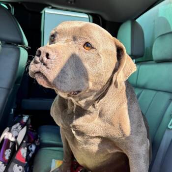 Pit Bull Terrier Dogs Available for Adoption - Vincent | PetCurious