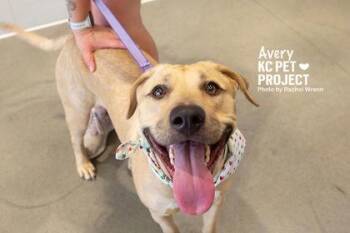 Avery -  Mixed Breed Dog for Adoption in Kansas City, Missouri - Avery | PetCurious