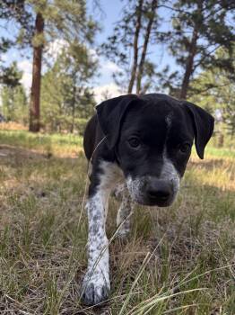 Jane -  Pointer Dog for Adoption in Evergreen, Colorado - Jane | PetCurious