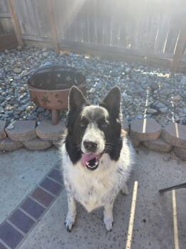 Luca -  Border Collie and Mountain Dog Dog for Adoption in Coarsegold, California - Luca | PetCurious