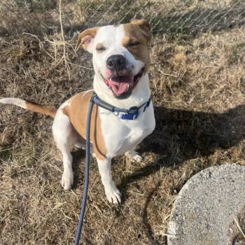 Milo Man -  Mixed Breed Dog for Adoption in Spokane, Washington - Milo Man | PetCurious