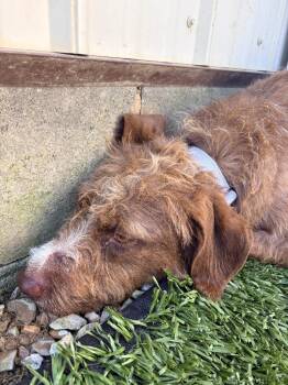 Runaway Rita -  Terrier and Poodle Dog for Adoption in Morgantown, Kentucky - Runaway Rita | PetCurious