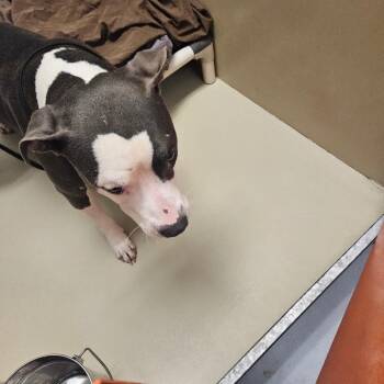 slyphiette -  Mixed Breed Dog for Adoption in Philadelphia, Pennsylvania - Slyphiette | PetCurious