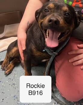 Rottweiler Dogs Available for Adoption - Rockie | PetCurious