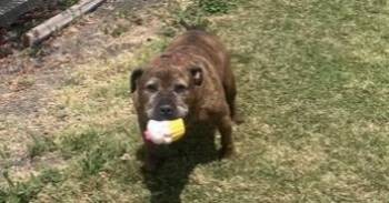Mufasa -  Mixed Breed Dog for Adoption in Stockton, California - Mufasa | PetCurious