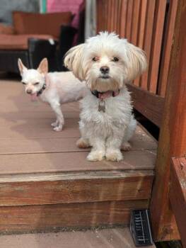 Rescue Maltipoo Dogs for Adoption in Baltimore, Maryland - Janie B. Goode | PetCurious
