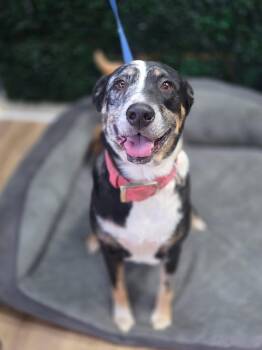 Rescue Australian Cattle Dog Blue Heeler Dogs for Adoption in Brentwood, Tennessee - Maggie | PetCurious