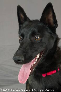 Rescue Belgian Shepherd Malinois Dogs for Adoption in Montour Falls, New York - Luna | PetCurious