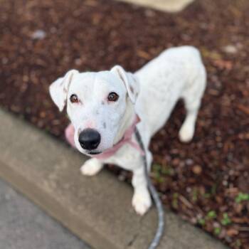 Rescue Jack Russell Terrier Dogs for Adoption in Newberg, Oregon - Tofu | PetCurious