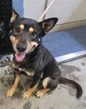 DANGO -  German Shepherd Dog and Labrador Retriever Dog for Adoption in Camarillo, California - DANGO | PetCurious