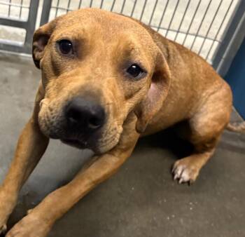 Elise -  Mixed Breed Dog for Adoption in Henderson, North Carolina - Elise | PetCurious