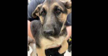 German Shepherd Dog Dogs Available for Adoption - Detective Litter: Jane Rizzoli | PetCurious