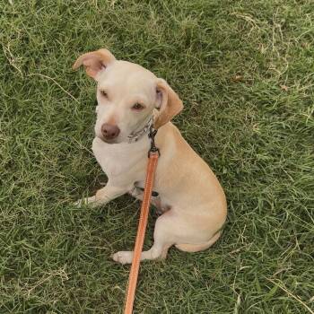 Kirby -  Dachshund and Chihuahua Dog for Adoption in Asher, Oklahoma - Kirby | PetCurious