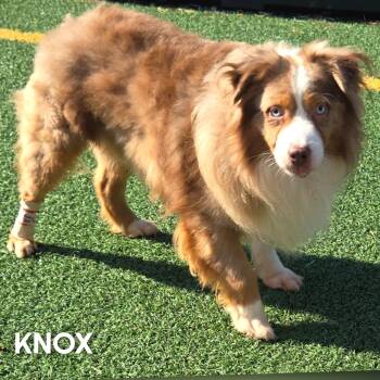 Knox -  Australian Shepherd Dog for Adoption in Fredericksburg, Virginia - Knox | PetCurious