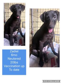 Rescue Labrador Retriever Dogs for Adoption in Virginia Beach, Virginia - Zadiel | PetCurious