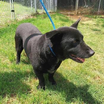 Mixed Breed Dogs Available for Adoption in Denison, Texas - Washburn | PetCurious