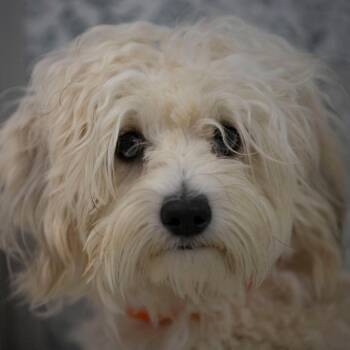 Mikey (MY26-96) -  Coton De Tulear Dog for Adoption in Peyton, Colorado - Mikey (MY26-96) | PetCurious