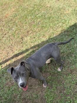 Rescue Pit Bull Terrier Dogs for Adoption in Elberton, Georgia - Raina 11893 | PetCurious