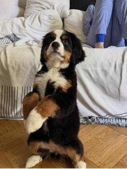 Soaker -  Bernese Mountain Dog Dog Available for Adoption in Semmes, Alabama - Soaker | PetCurious