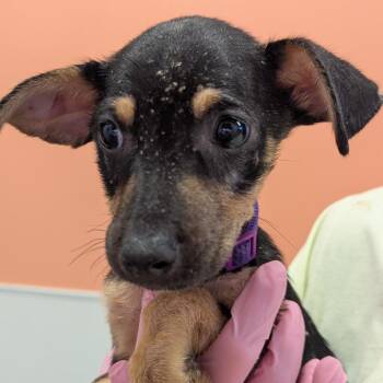 Mixed Breed Dogs Available for Adoption in Austin, Texas - Vishudda | PetCurious